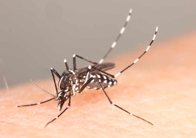 デング熱を媒介するネッタイシマカと言う蚊
